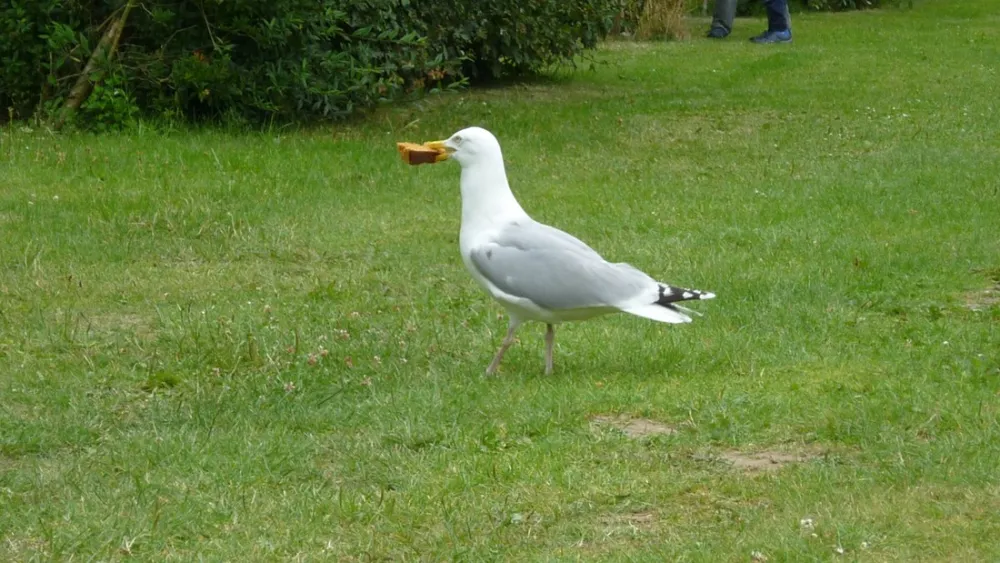 Camping Falckenstein