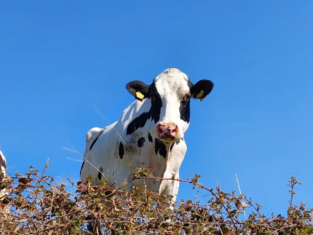 Camping Op Gen Beukelskoel