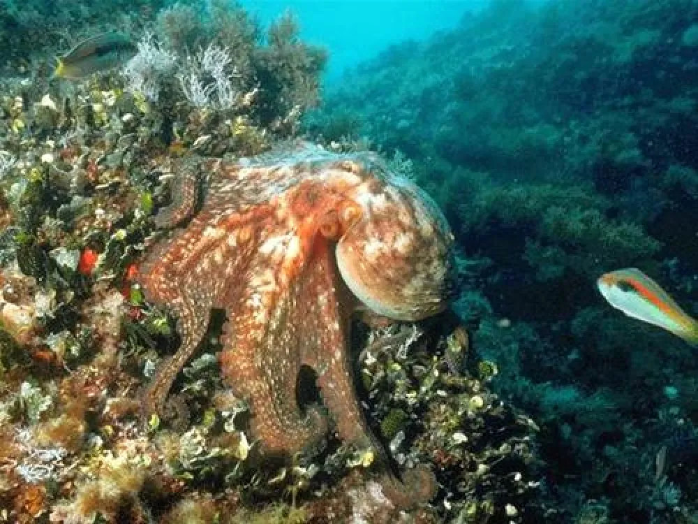 Camping Costa Splendente sul mare