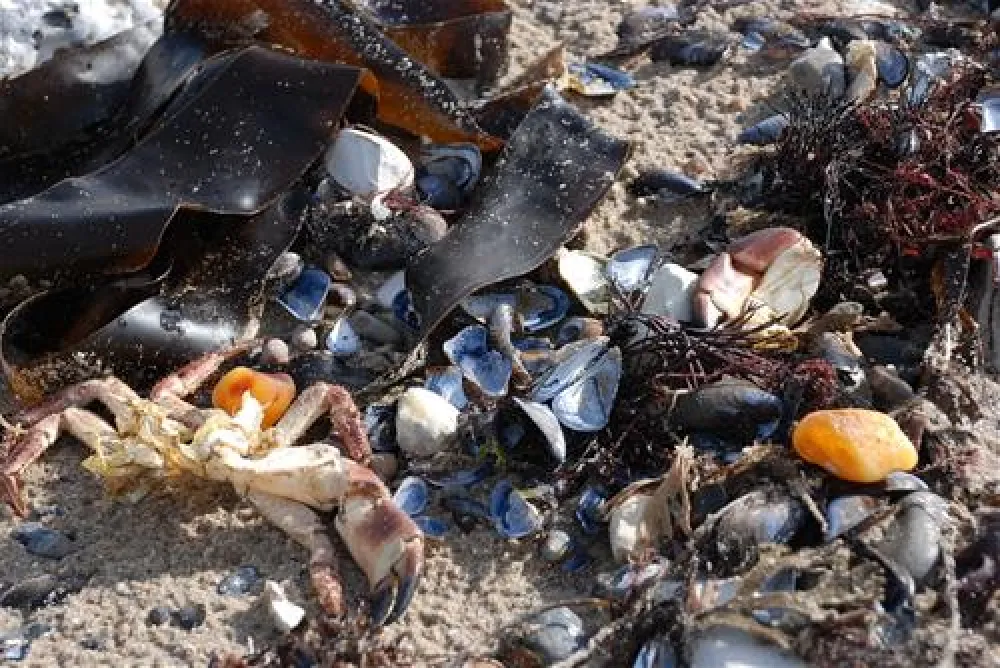 Hanstholm Camping - Thy Feriepark