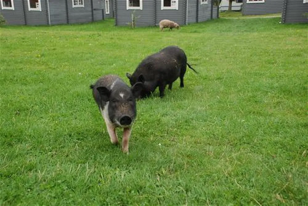 Hanstholm Camping - Thy Feriepark