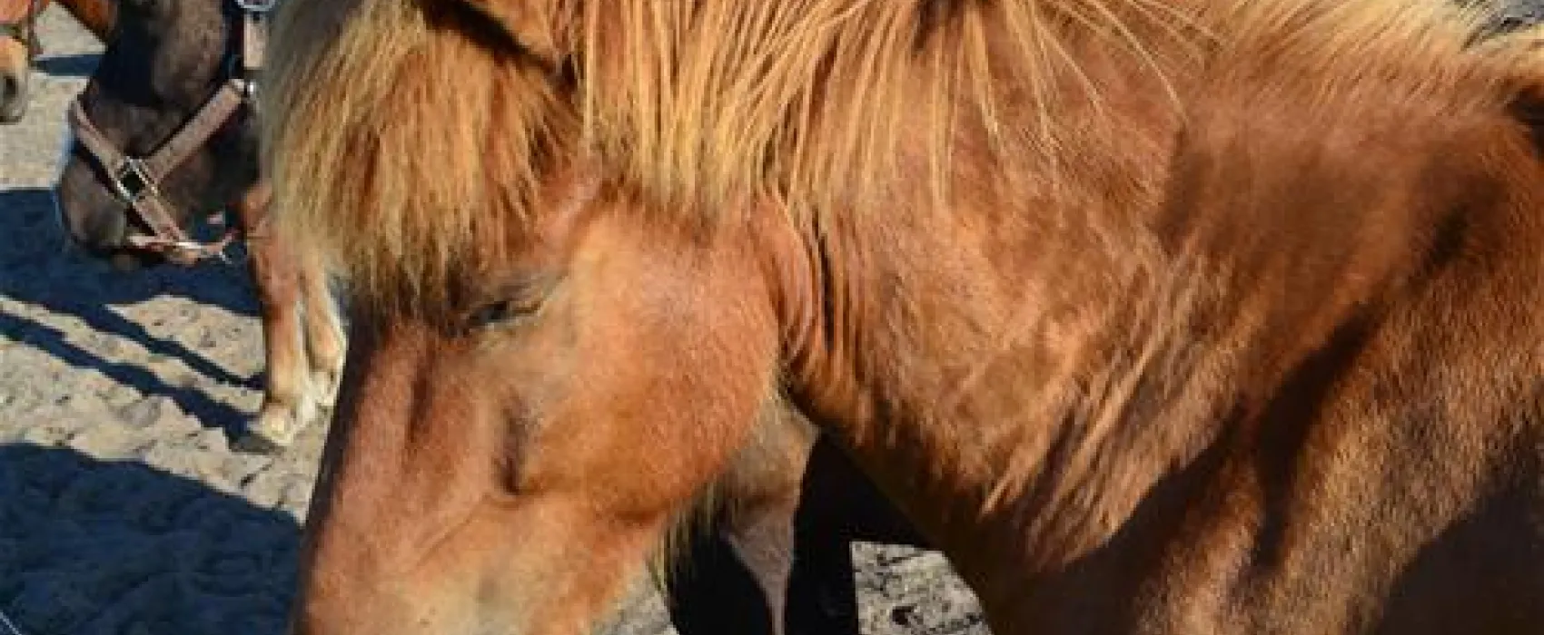 Hanstholm Camping - Thy Feriepark