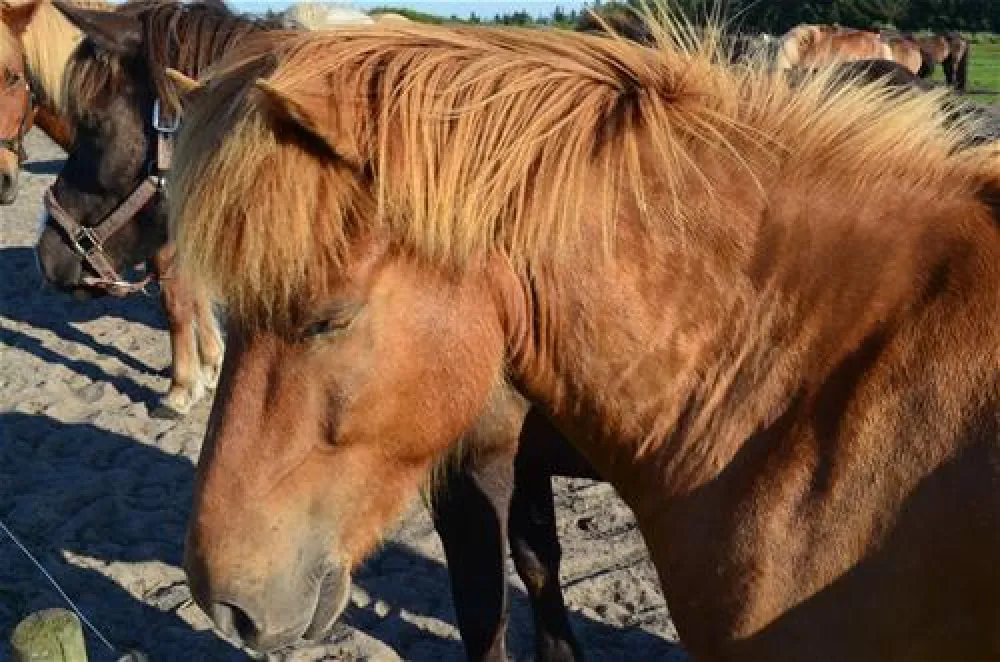 Hanstholm Camping - Thy Feriepark