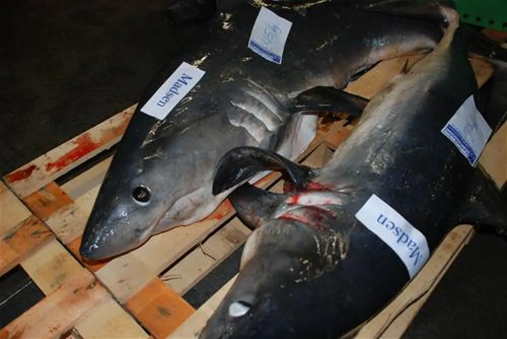 Hanstholm Camping - Thy Feriepark