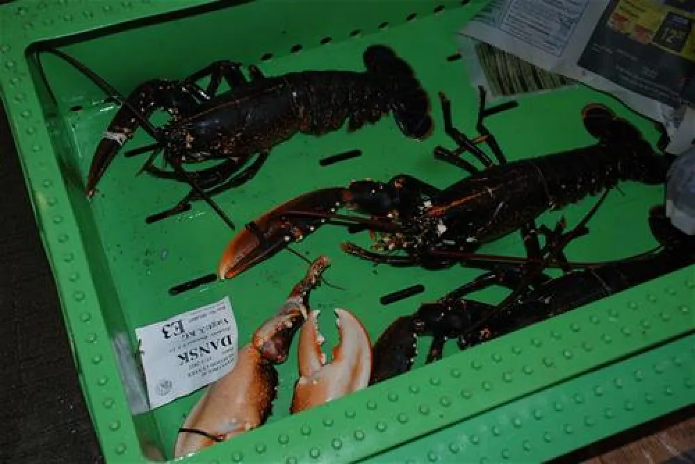 Hanstholm Camping - Thy Feriepark