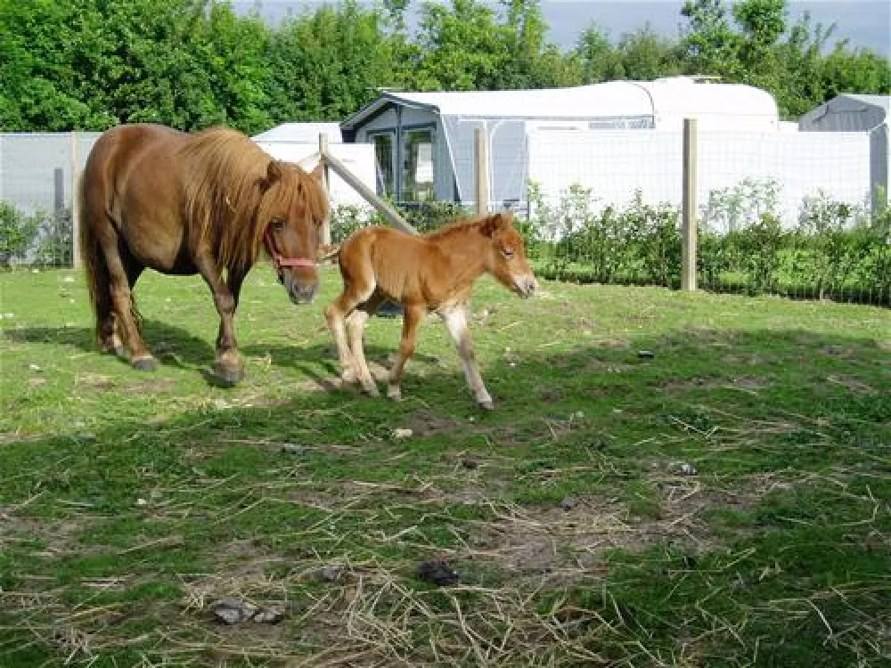 Vejlby Fed Strand Camping