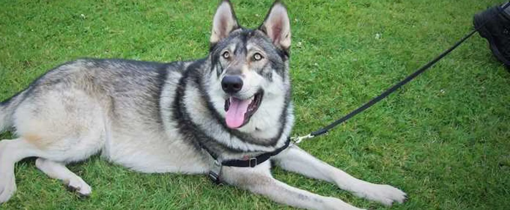 Tower Park Caravans and Camping