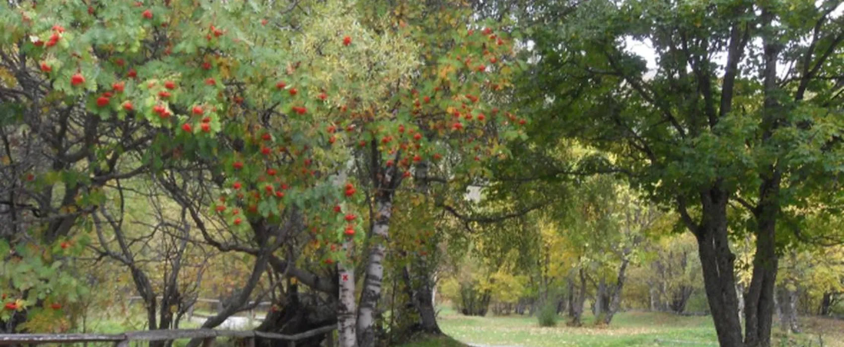 Camping Municipal D'Arsine