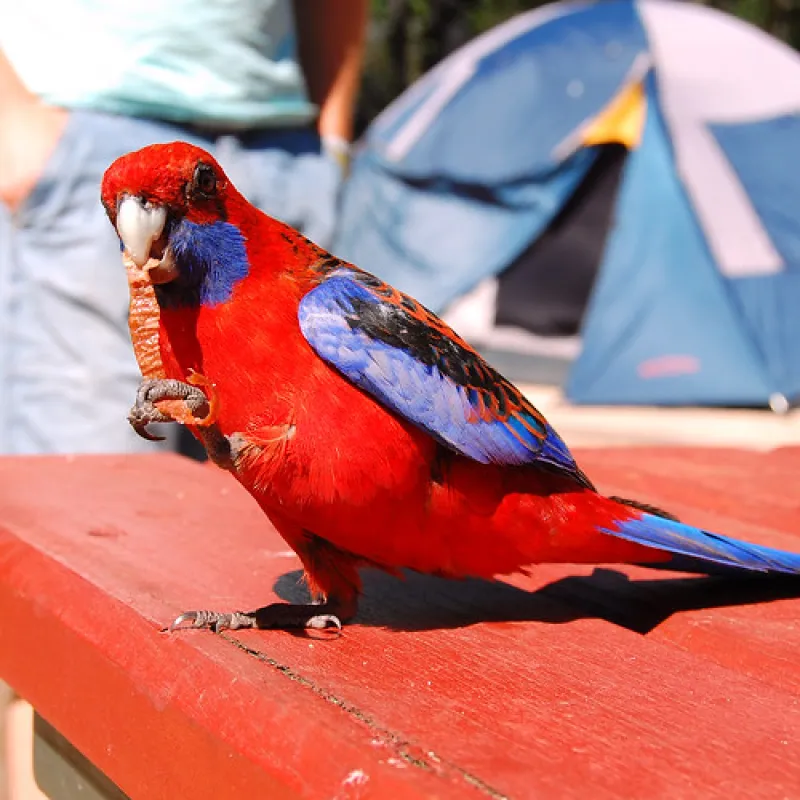 Borough Huts Campground