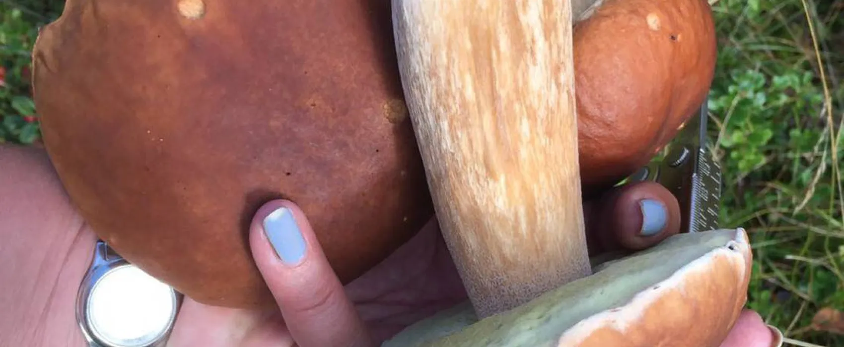 Sandvikens Naturistcamping