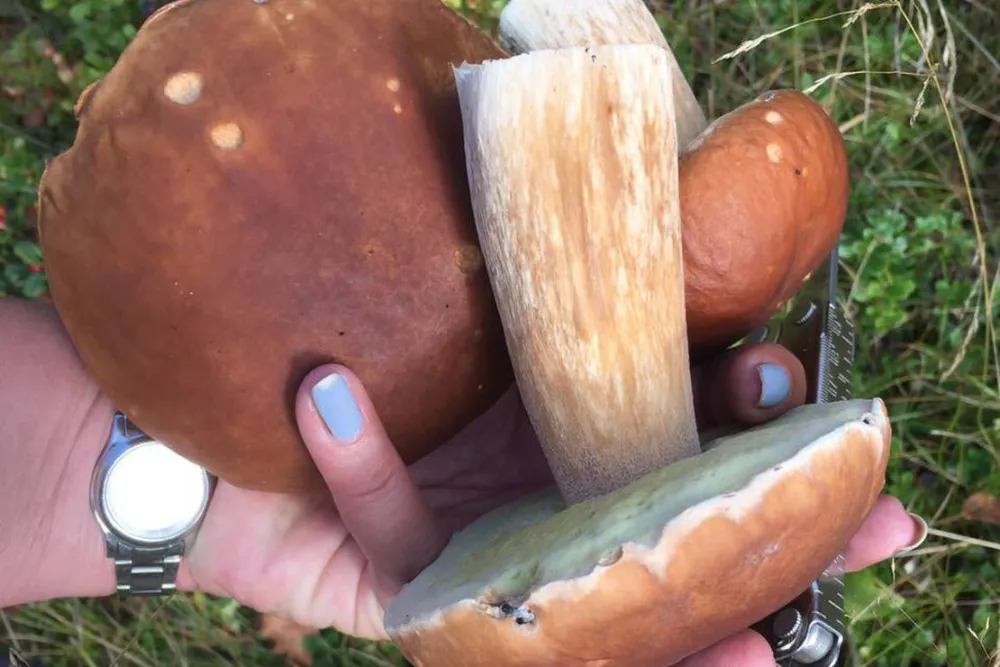 Sandvikens Naturistcamping