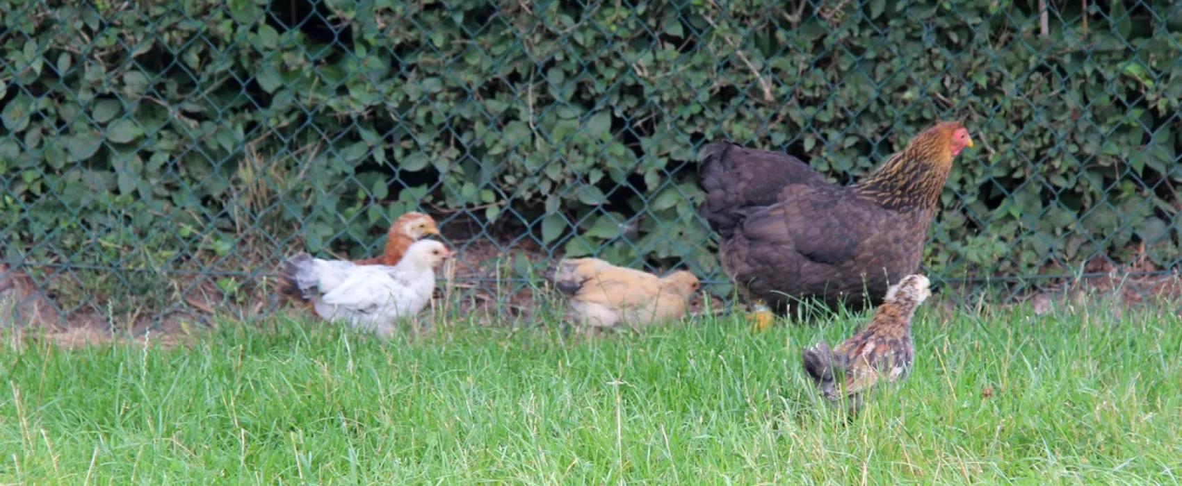 Campingpark Kerstgenshof