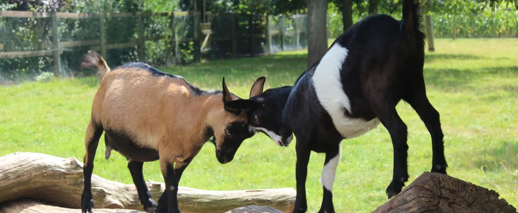 Campingpark Kerstgenshof