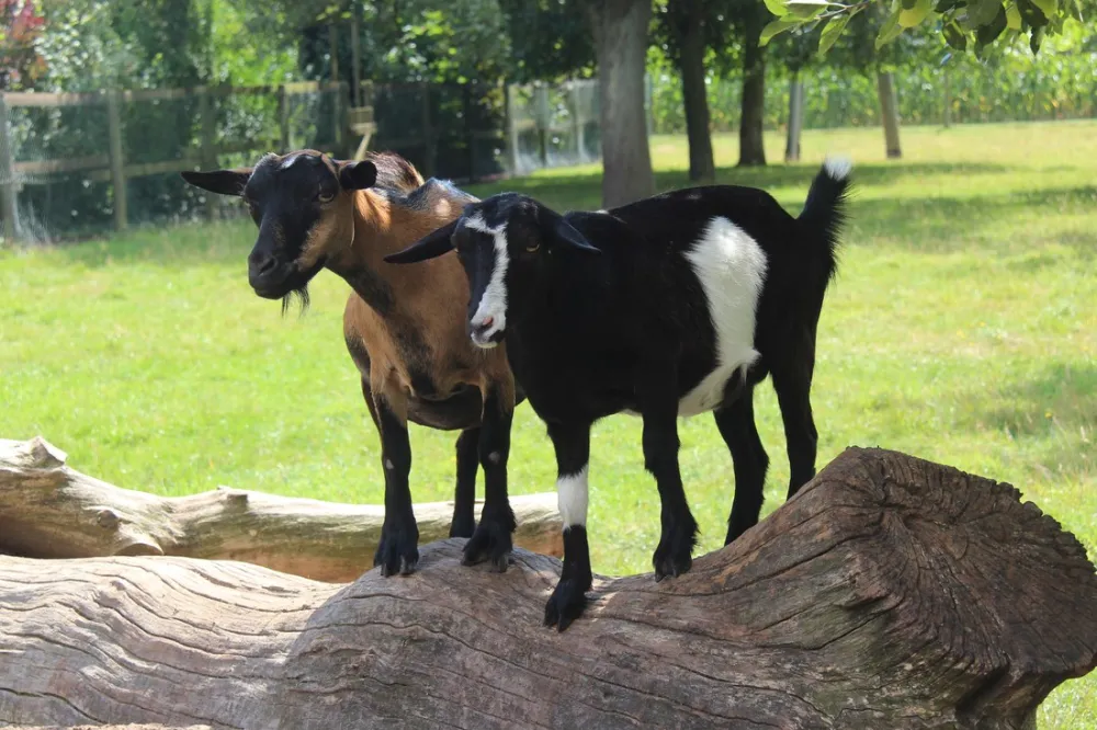 Campingpark Kerstgenshof