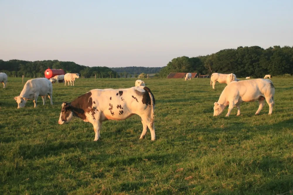 Camping De Kloostermuur