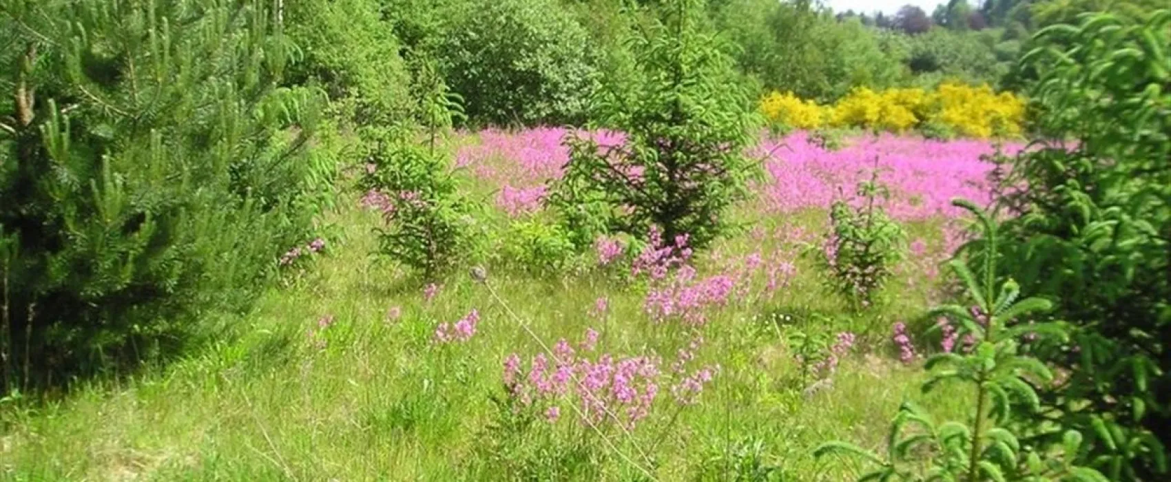 Tolne Bakker Camping