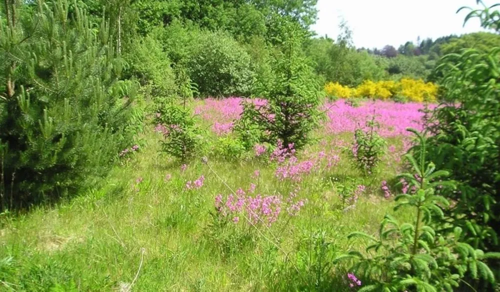 Tolne Bakker Camping