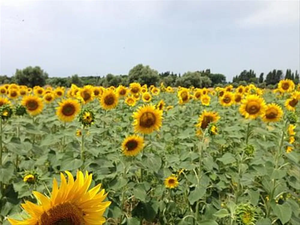 Agricamper Impalancati