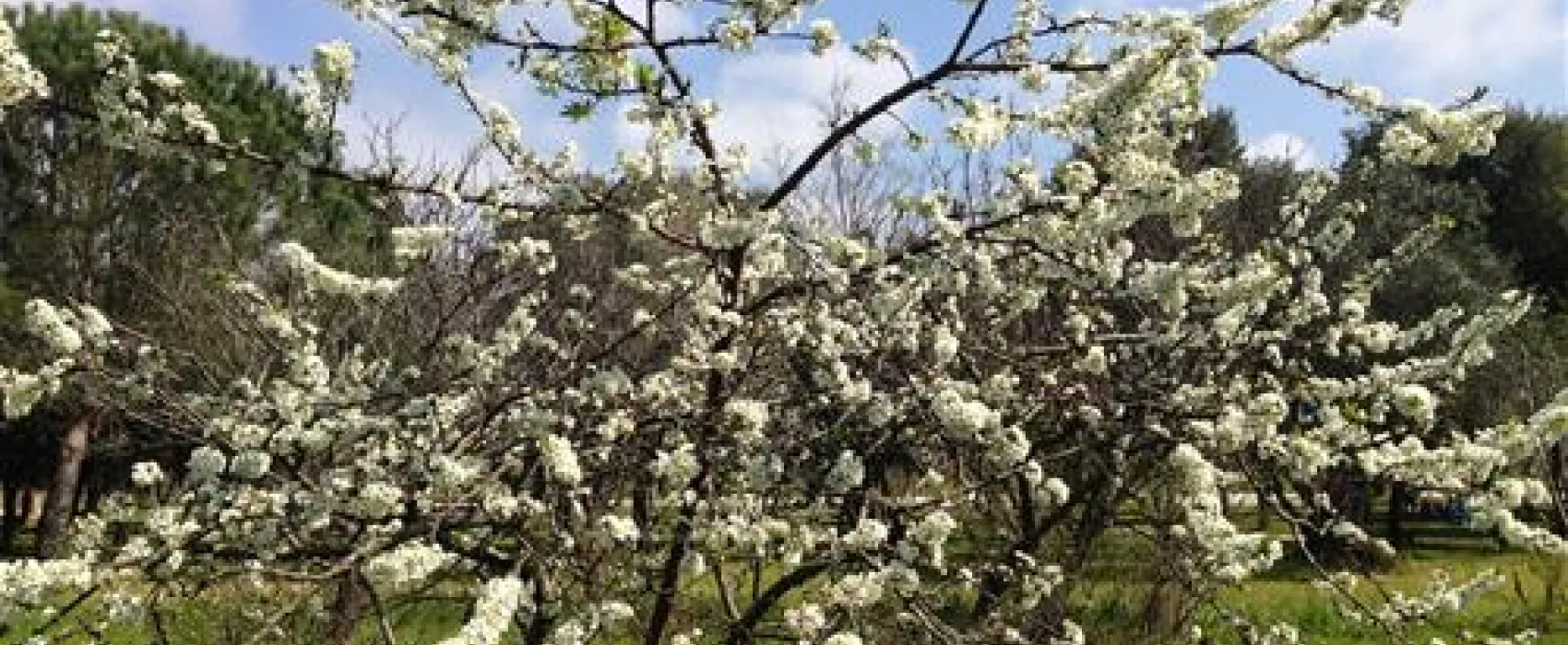 Agricamper Impalancati