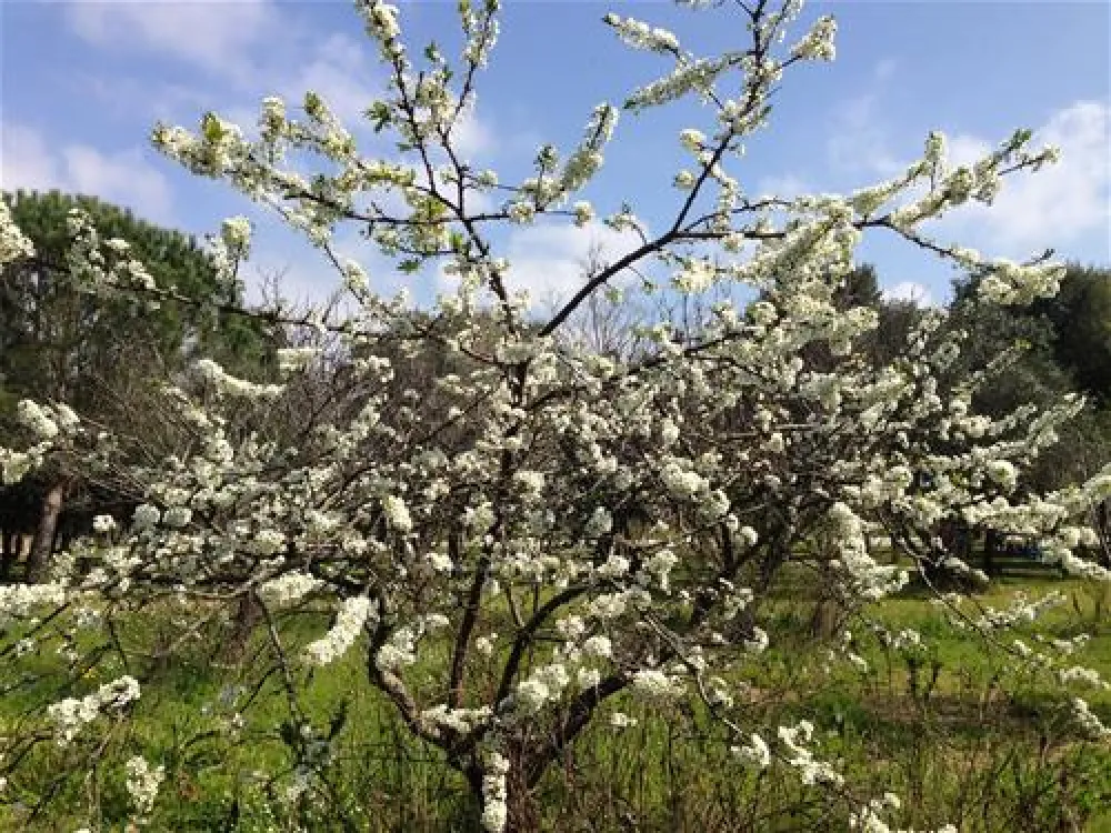 Agricamper Impalancati