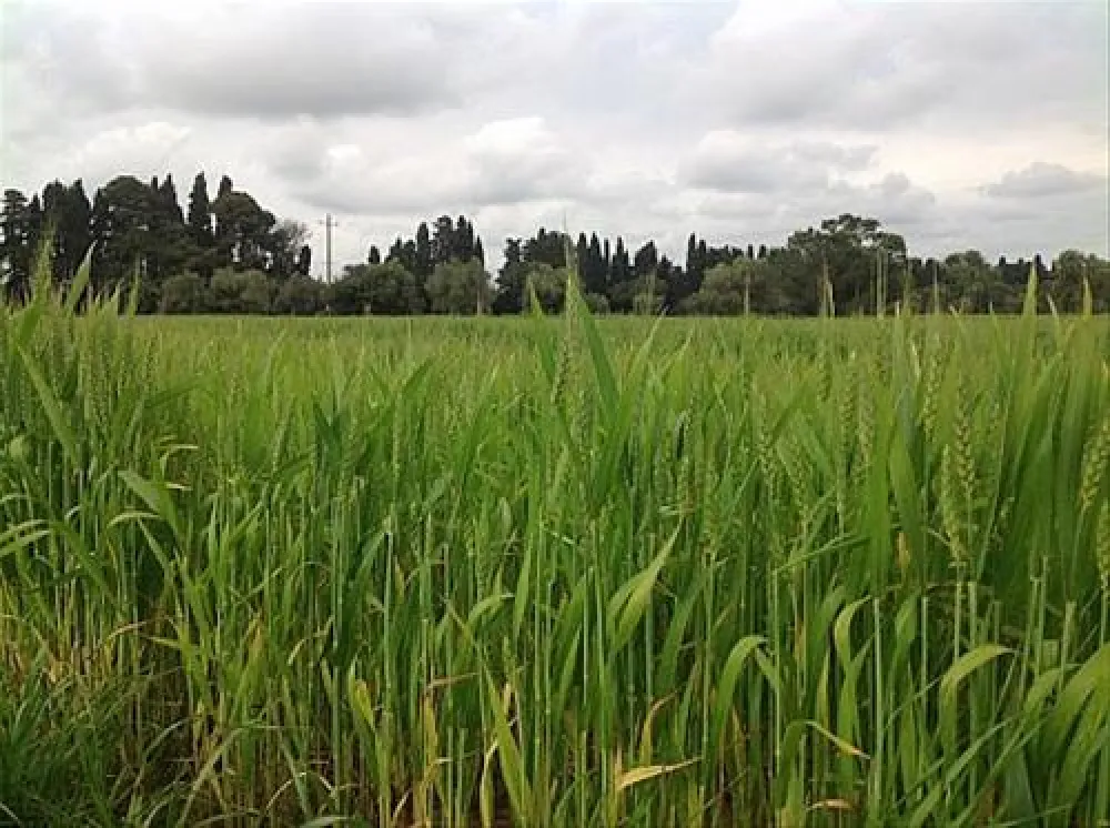 Agricamper Impalancati