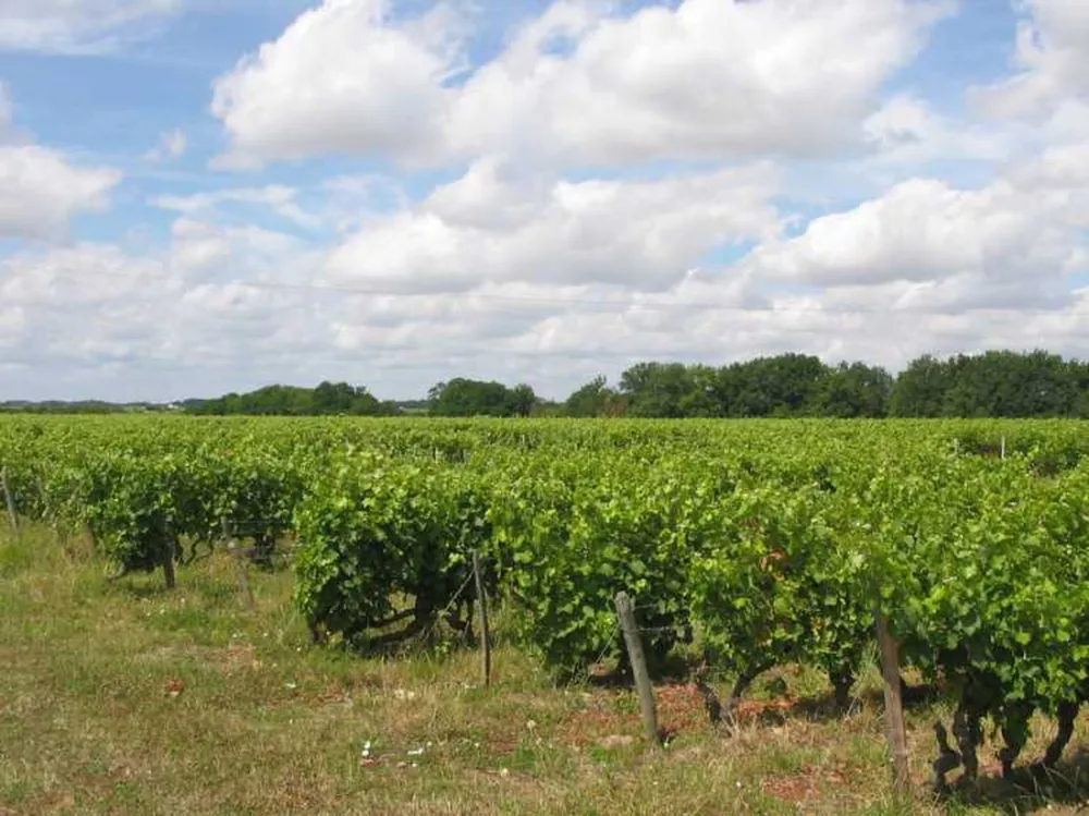 Camping Municipal Le Bec De Cisse  