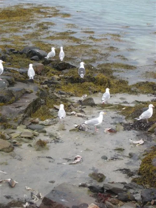Lungvaer Lofoten Bobilcamping