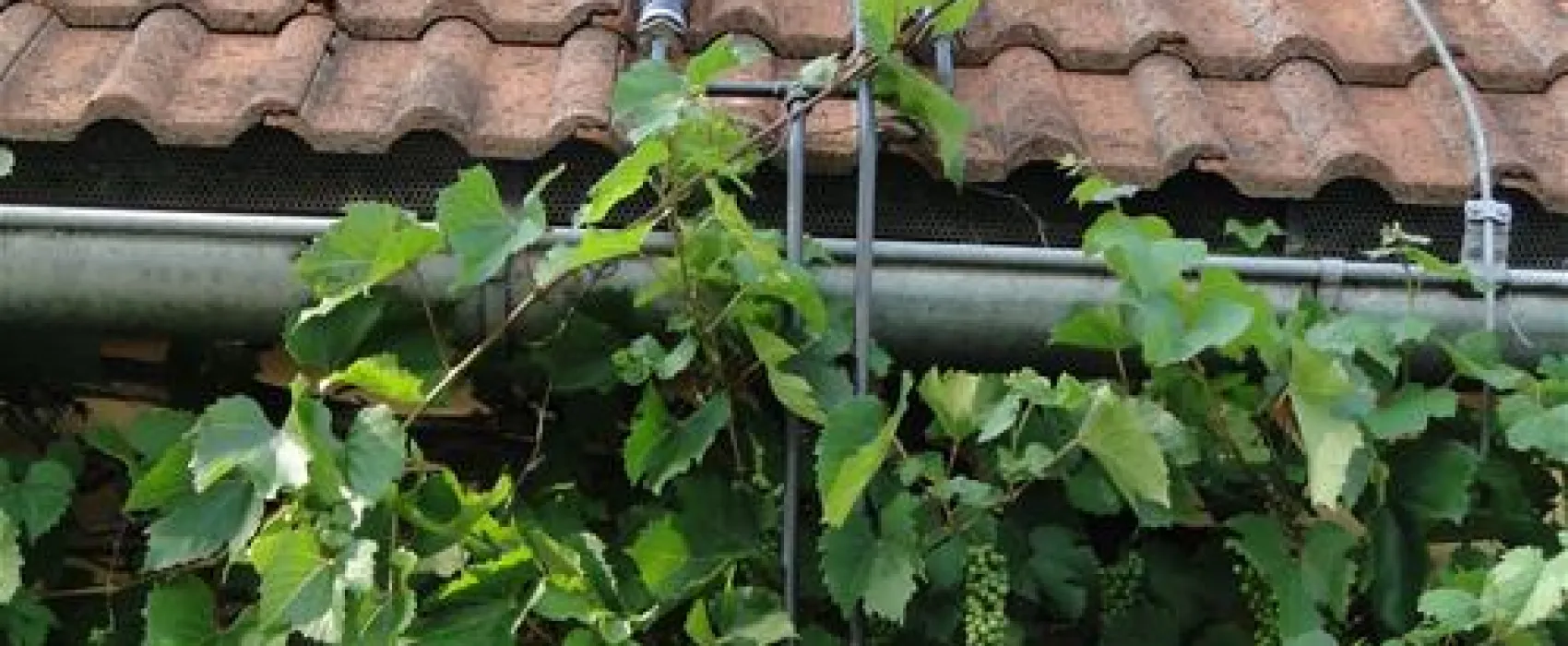 Terrassen-Camping Traisen