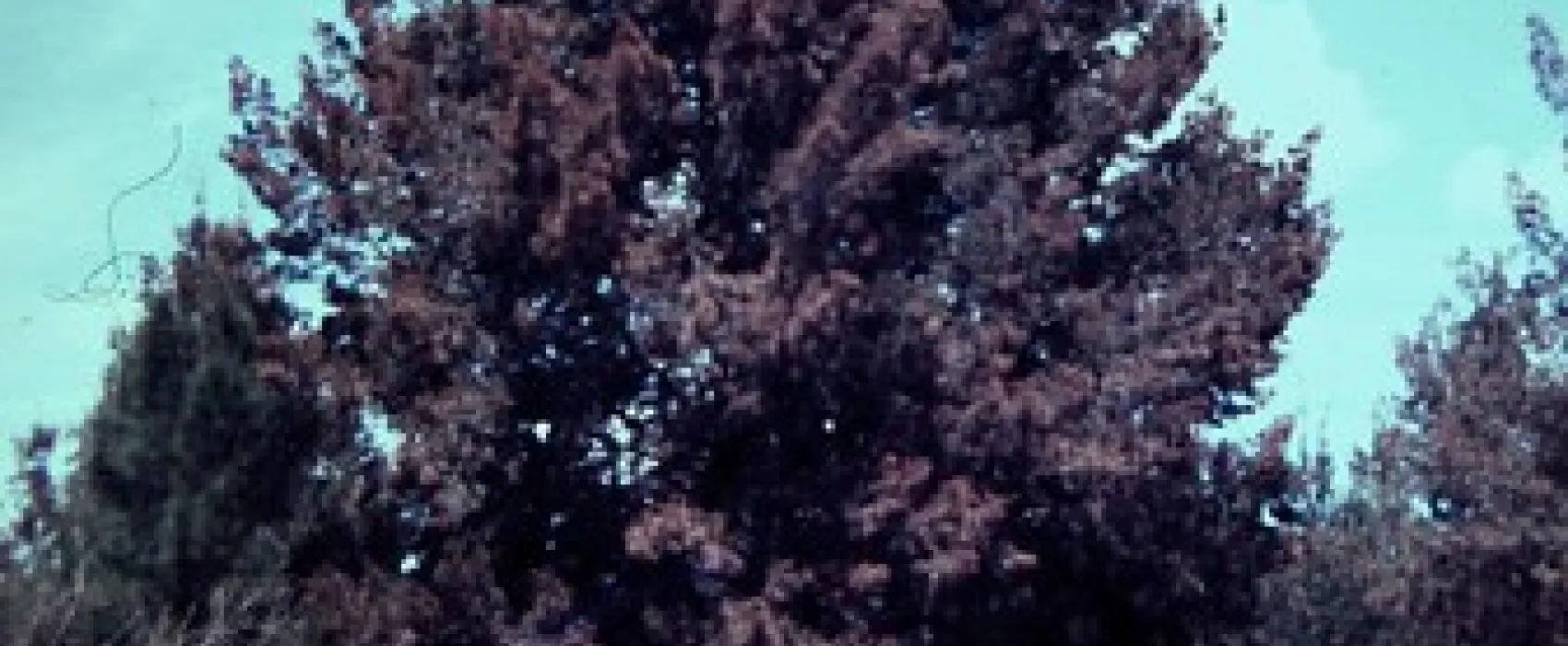 The Junction (Abercrombie River) Campground