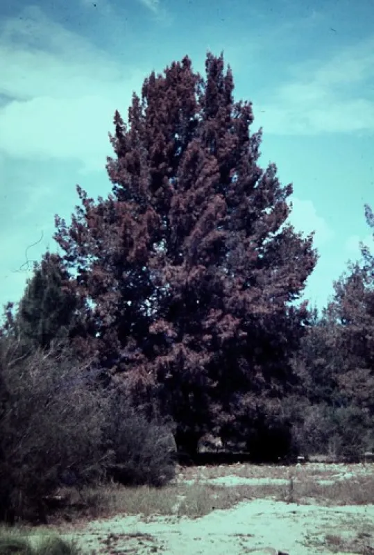 The Junction (Abercrombie River) Campground