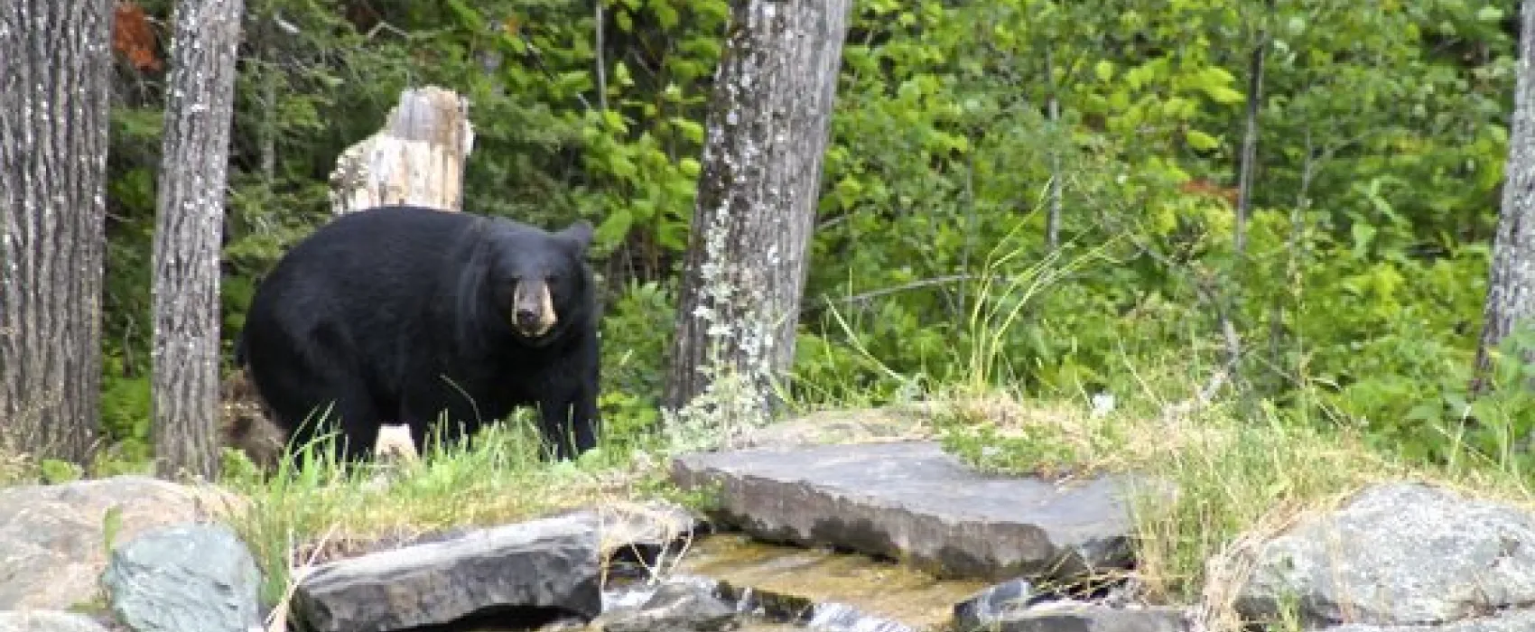 South Kawishiwi River Campground