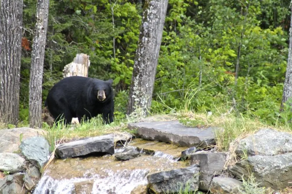 South Kawishiwi River Campground