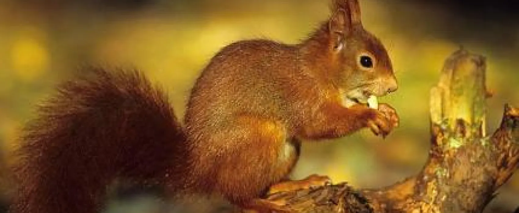 Camping Harskamperdennen