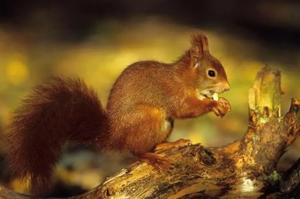 Camping Harskamperdennen