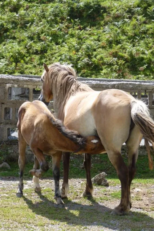 Camping a la ferme SOBIETA