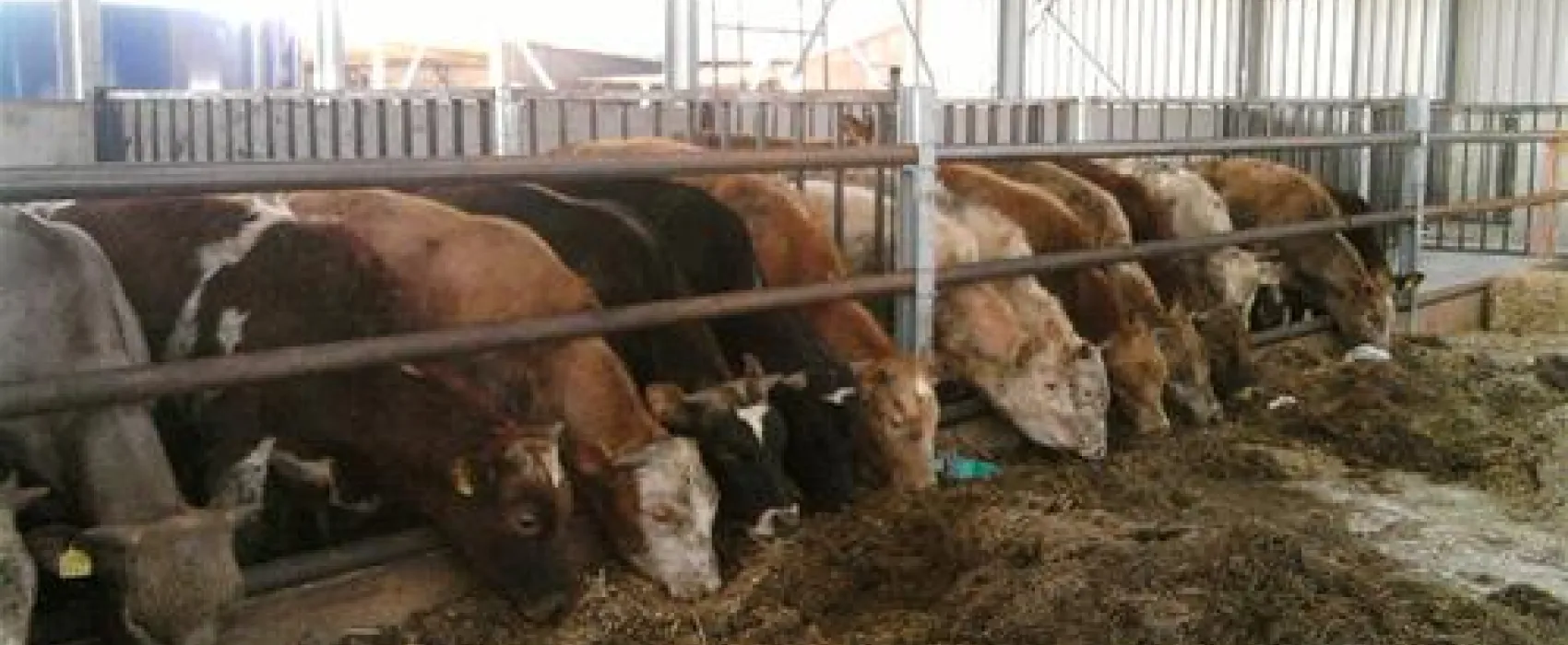 Camping Charlottenburg