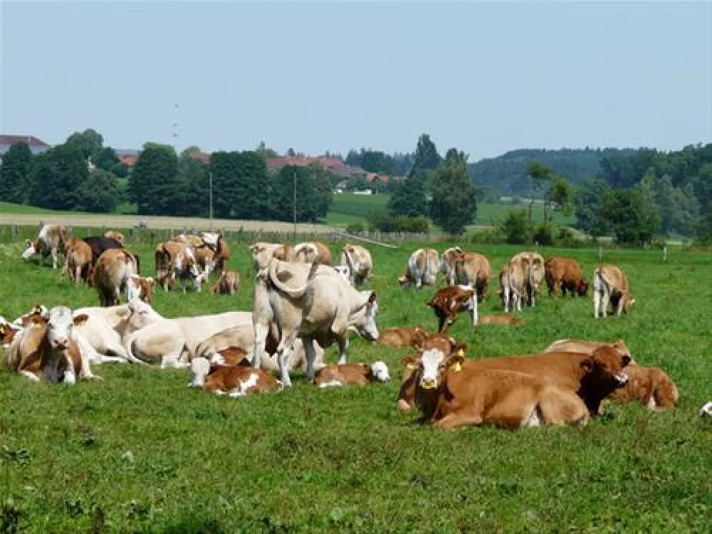 Ferienparadies Gut Horn