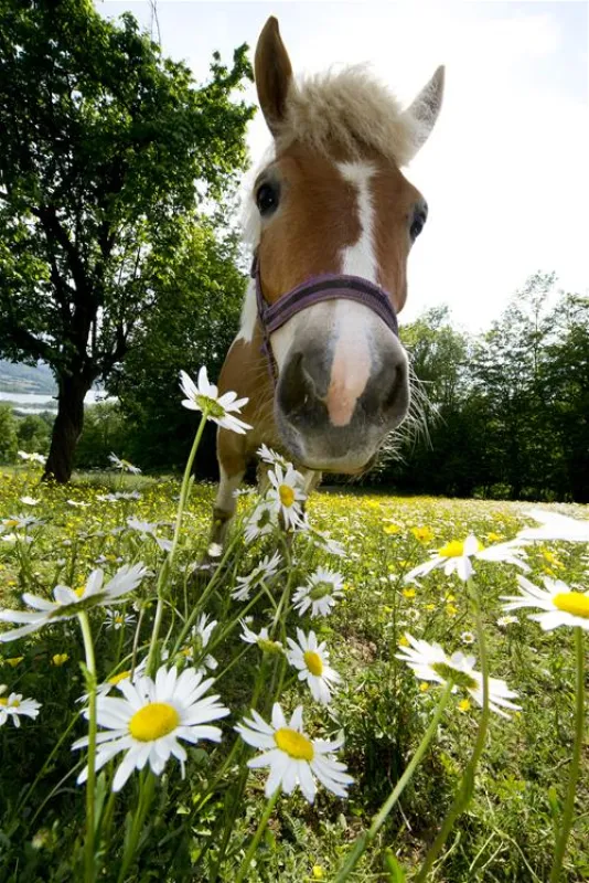Bauernhofcamping Prefelnig