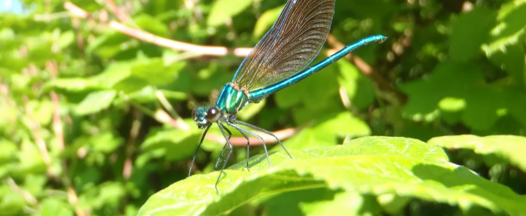 La Rivière d'Argent