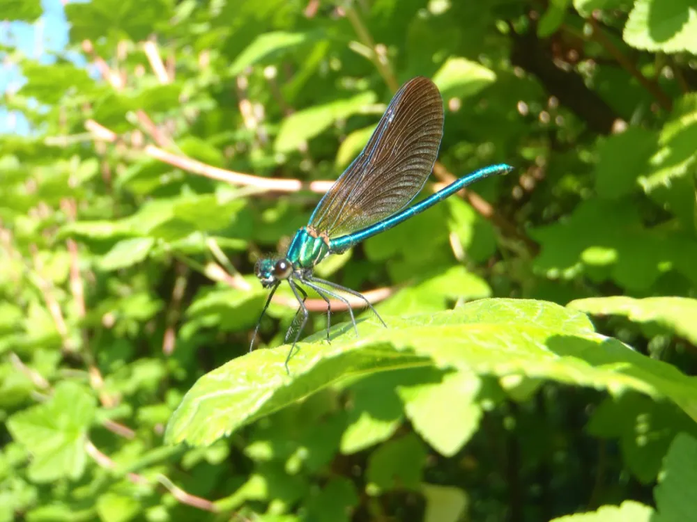 La Rivière d'Argent
