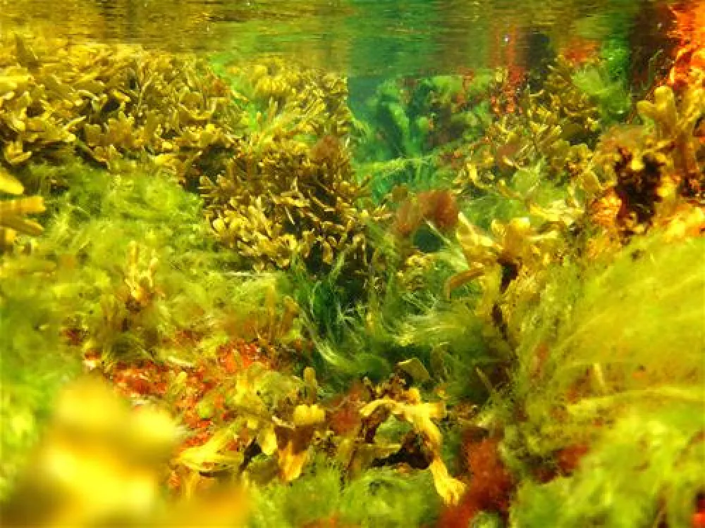 Sandvig Familie Camping