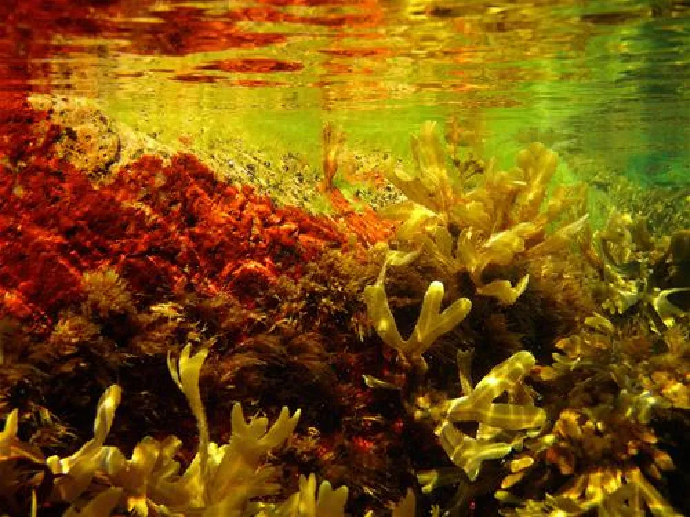 Sandvig Familie Camping