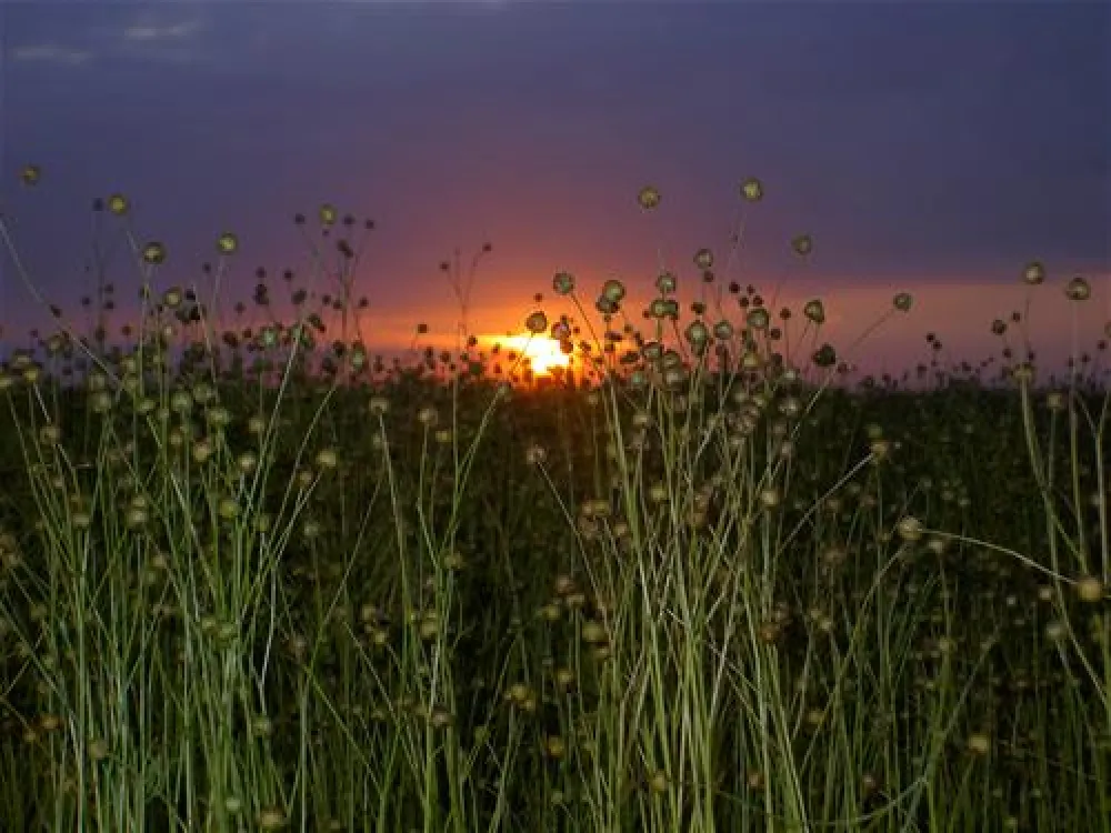 Camping Municipal Du Mesnil