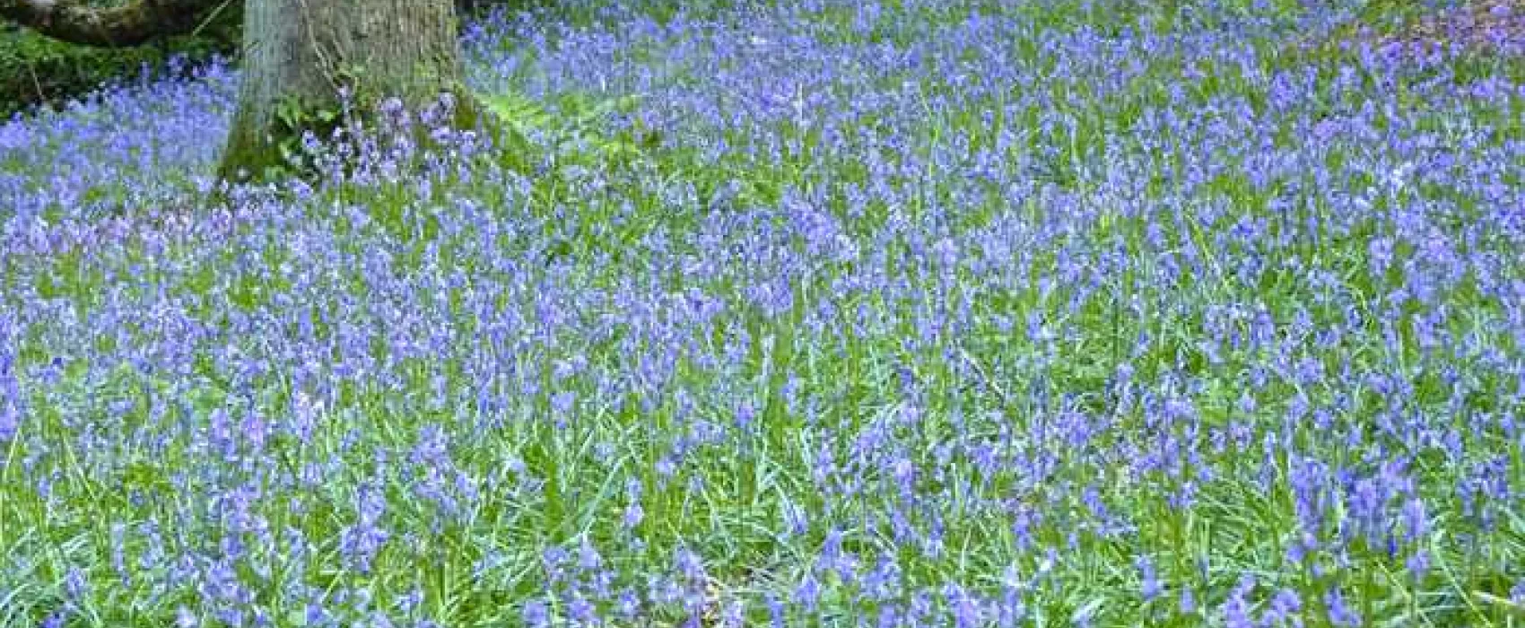 Old Barn Touring Park