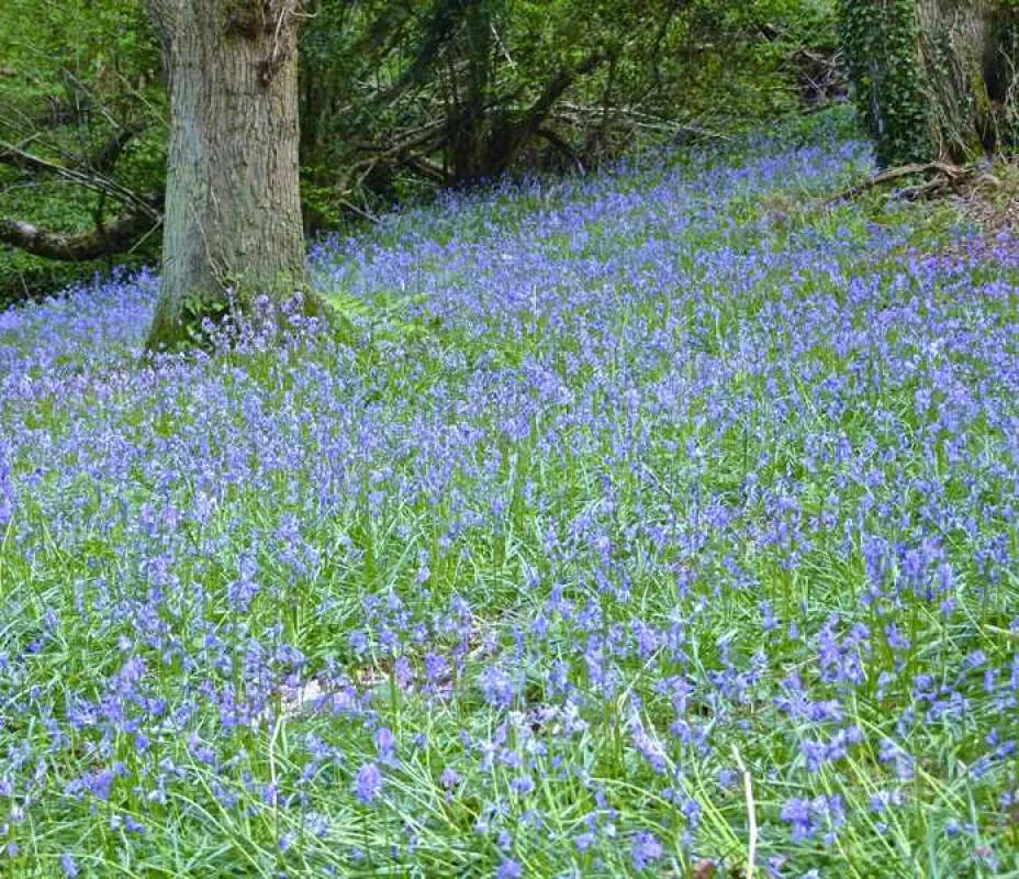 Old Barn Touring Park