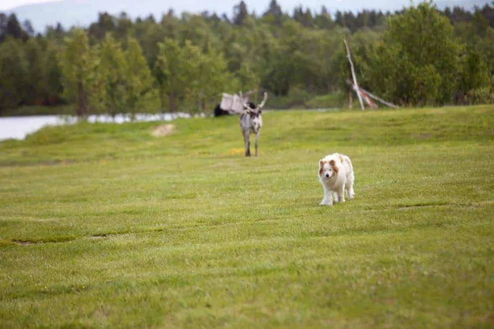 Adolfströms Camping
