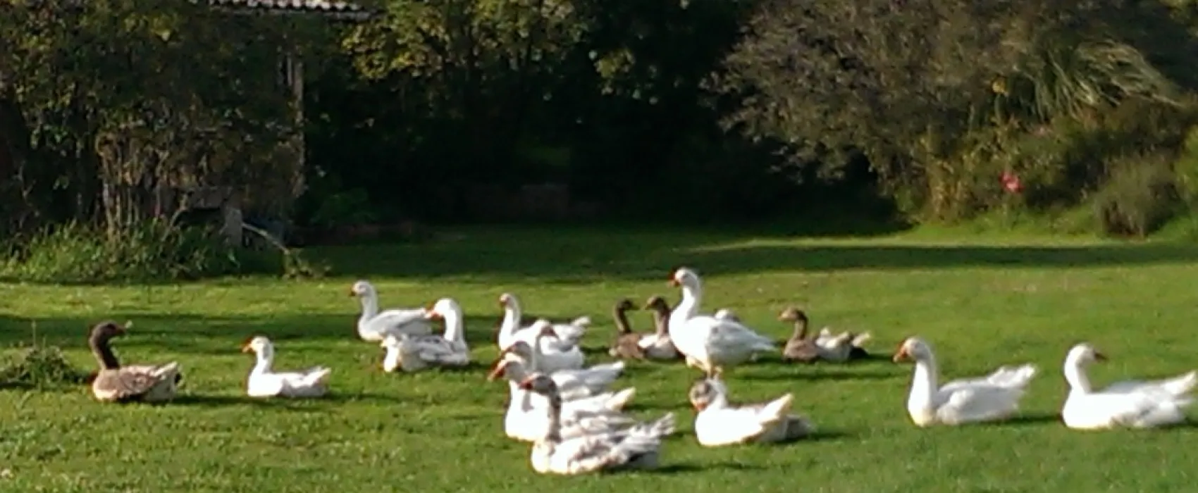 Minicamping Plessiere