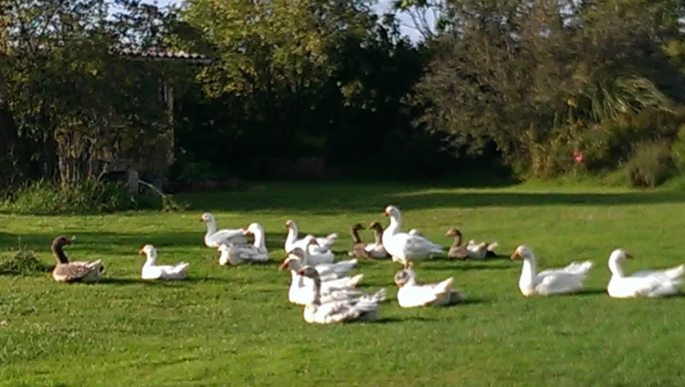 Minicamping Plessiere