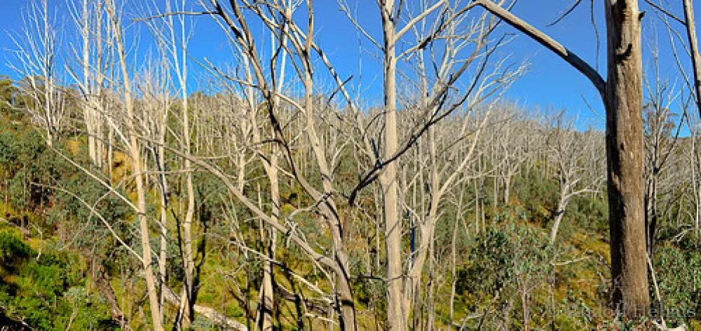 Three Mile Dam Campground