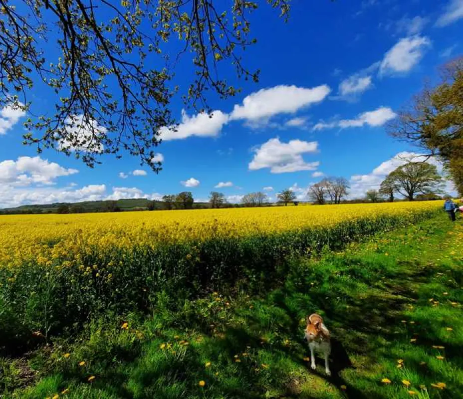 Totteridge Farm Camping Pods